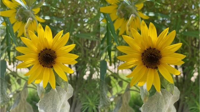 Nikon Z8 vs Canon EOS R5 Camera Test смотреть онлайн