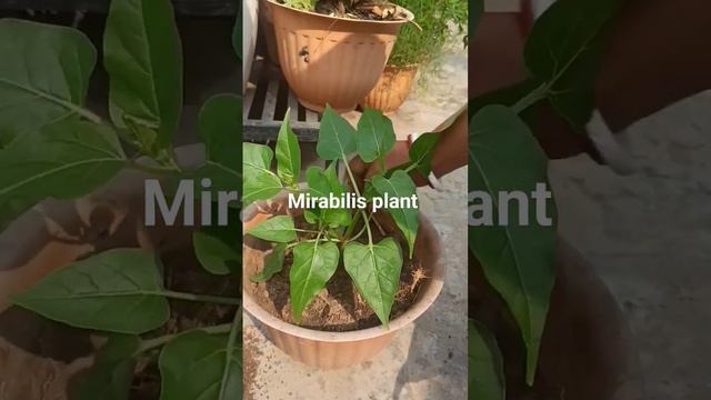 mirabilis plant  from seeds