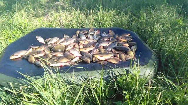 Май 2019, обычный среднестатистический улов! Не хвалюсь - просто показываю. смотреть онлайн