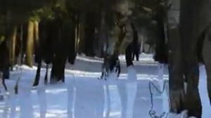 Скиджоринг