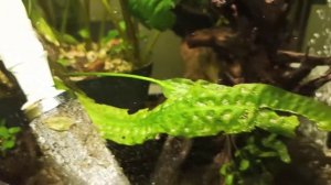 Стурисома панамская (Sturisoma panamense) аквариумная стрекоза, содержание, разведение, икра Мальки