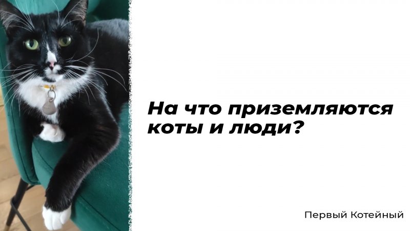 На что приземляются коты и люди?