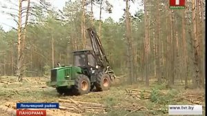 Обработка древесины от короеда