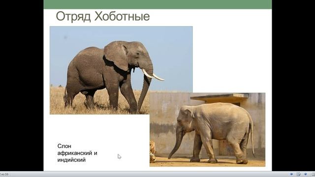 Класс Млекопитающие.   Часть 2. Отряды млекопитающих