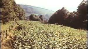 Фундук.Советский документальный фильм.