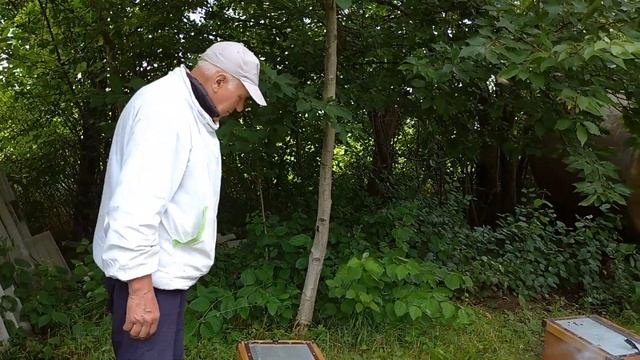 Так формували відводки на маток з   облітника Горган