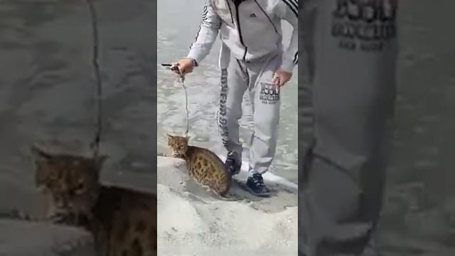 Бенгальская кошка на прогулке