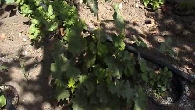 Растения (герани, хризантемы) под капельным поливом через 20 дней, часть 1. смотреть онлайн