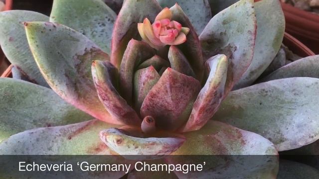 30 Species of Echeverias with Names смотреть онлайн