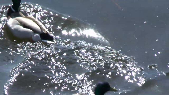 Как много рыбы в городской реке! смотреть онлайн