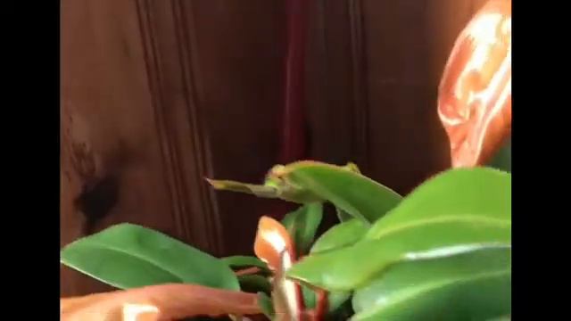 Prince Of Orange Philodendron Plant смотреть онлайн