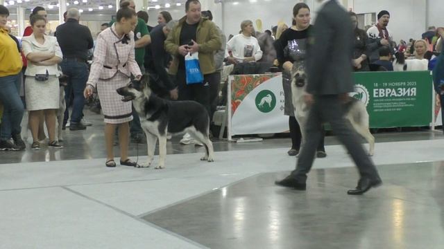 СЮ смотреть онлайн