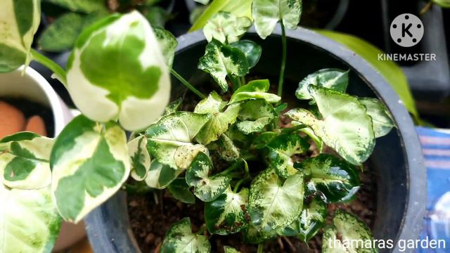 How to care Syngonium Plant from My home garden  Arrowhead_plant