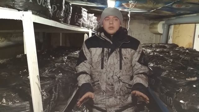 Шампиньоны личный опыт. Выращивание шампиньонов в домашних условиях.