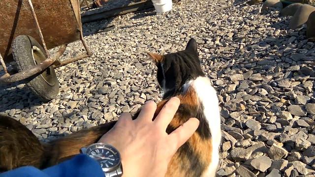 Ласковая кошка Изольда Даниловна 🤗🌞🐈 смотреть онлайн