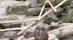 Зоопарк Германии, Нойнкирхен. Neunkircher Zoologischer Garten. 07.05.2023 г.