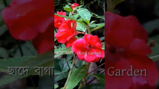 কিভাবে টবে দোপাটি ফুল গাছ করব | How to grow Impatiens or Dopati