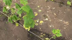 Болезни огурцов в теплицах на 9 год