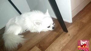 Чихуахуа собака Приколы чихуашкой Тедди спит под стулом Мини собака Teddy Chih Порода Chihuahua