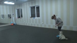 Вест хайленд вайт терьеры дрессировка. 20 месяцев, 8 месяцев. West highland white terrier training.