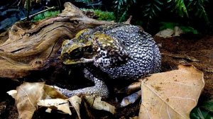 Застали царевну-лягушку за переодеванием. Жаба ага линяет