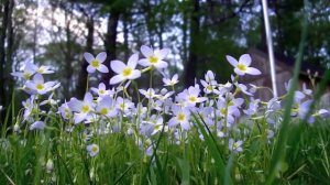 Quaker Ladies Quake in the Wind