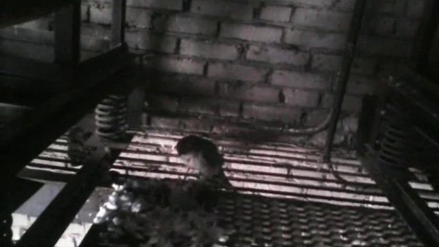 маленький сокол разогнал голубей и отвлек работников смотреть онлайн