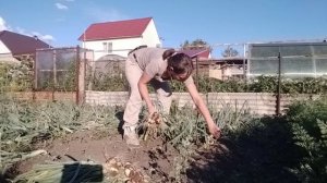 Жизнь на Южном Урале.
Собираем репчатый лук.