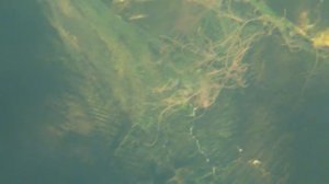 Cidex в аквариуме от водорослей 4 день