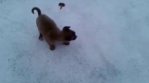 Смешной щеночек . Резвится.