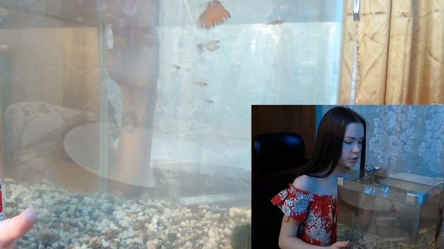 Долгожданный выпуск мальков гуппи в общий аквариум