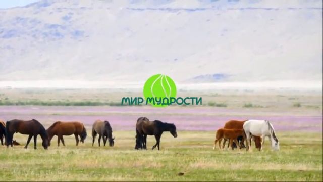 Иди к Богу, танцуя! ОШО. Вечерние медитации смотреть онлайн