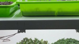 Переехали в Москву и запустили новый сайт. Съедобные цветы, освещение и другие новинки!