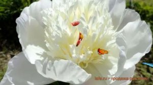 Пион травянистый Мадрид (pion-travyanistyy-madrid) ? Мадрид обзор: как сажать, саженцы пиона Мадрид