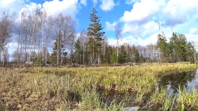 Рыбалка на Болоте! Первый раз видим эту Рыбу!!! смотреть онлайн