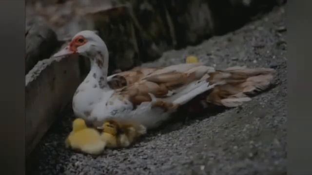 ЦЫПЛЯТА ФАВЕРОЛЬ ::: А ТАКЖЕ ОТЛИЧНЫЙ КАНАЛ ::: смотреть онлайн