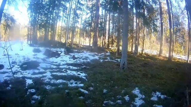Валка леса рычагом // Stihl // Felling wood // chainsaw // lumberjack's everyday life