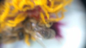 ПЧЁЛЫ Собирают Пыльцу на ПИОНЕ (видео макросъёмка, увеличение 10 раз)