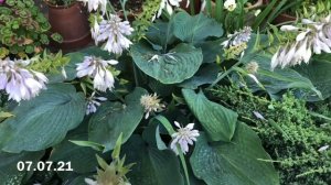 Хосты - великолепные и непревзойдённые украшения клумб!Обзор хост и сада.