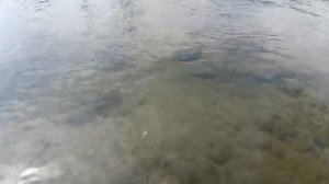 Рыбалка на реке Сочи. Мелкий подуст