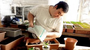 Хризантема мультифлора укоренённый черенок, пересадка в горшок.