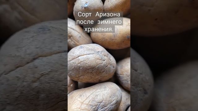 Сорт картофеля Аризона после зимнего хранения.