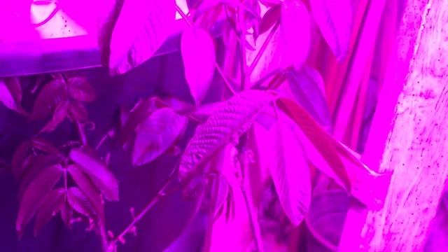 Как Растут орехи без солнечного света, грецкий орех, фундук. смотреть онлайн