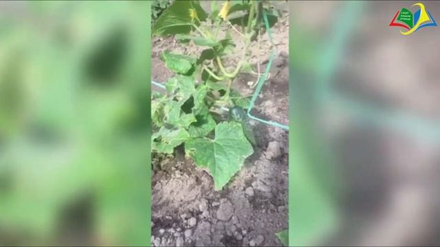 ?Подмосковное дачное лето? смотреть онлайн