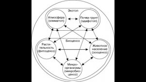 § 42 Сообщество, экосистема, биогеоценоз