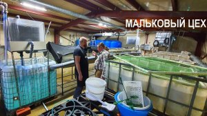 Мальковый цех. Рыбная ферма Сом Сомыч.