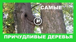 Такое вы не видели  Природа начудила.mp4