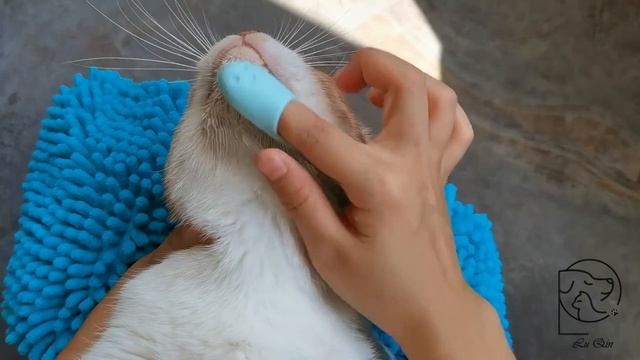 Щетка для чистки собак и кошек Мягкая Силиконовая зубная щетка   https:2my.siteJ91iWcm