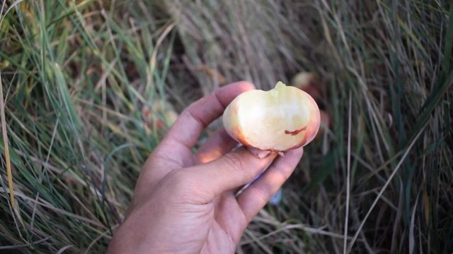 Персик Пинк Ринг (9 августа) - Агро Сад смотреть онлайн