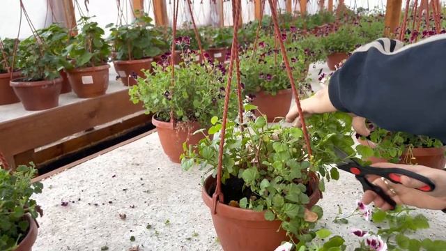 Формируем королевскую пеларгонию серии ангел + укоренение . смотреть онлайн